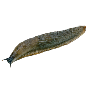 Slug PNG-87305